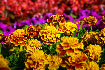 Horizontal shot of yellow round flowers in the flowerbed.