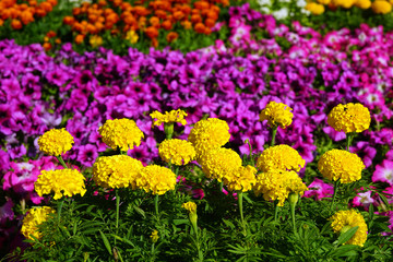 Large yellow globular flowers, background of lilac plants.