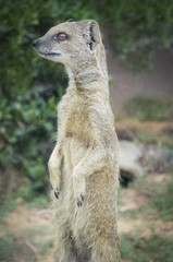 meerkat suricata suricatta portrait