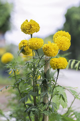 Marigold on blurred background