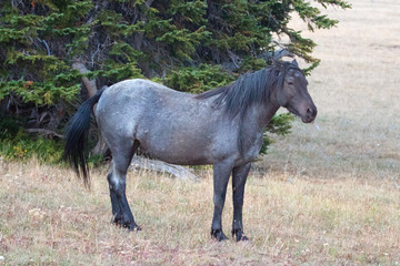 Fototapeta premium Blue Roan Stallion wild horse mustang on Sykes Ridge in the Pryor Mountains wild horse range in Montana United States