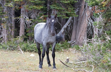 Young Blue Roan Stallion wild horse mustang on Sykes Ridge in the Pryor Mountains wild horse range in Montana United States