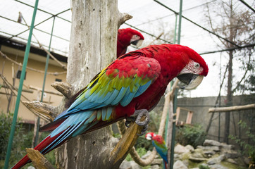 colorful portrait of amazon red macaw parrot against jungle side view of wild ara parrot head in cage