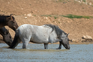 Young Blue Roan Stallion wild horse drinking at the watering hole in the Pryor Mountains wild horse range in Montana United States