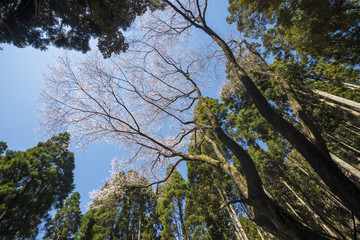 杉林に囲まれた江戸彼岸桜の木