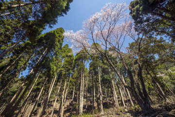 杉林に囲まれた江戸彼岸桜の木