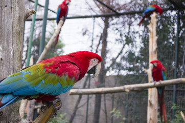 colorful portrait of amazon red macaw parrots against jungle side view of wild ara parrot head ara in cage