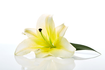 White lily flower closeup on white