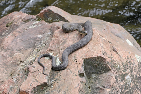 Northern Water Snake Basking on a Lakeshore Rock