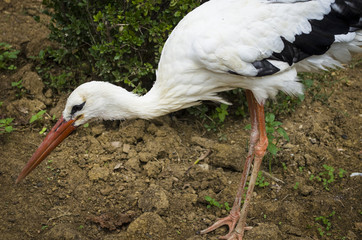 white stork walking in the field