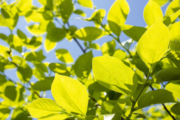 Fototapeta na wymiar 青空の下の柿の緑の葉