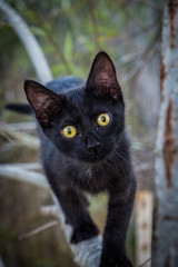 Black Kitten in Tree