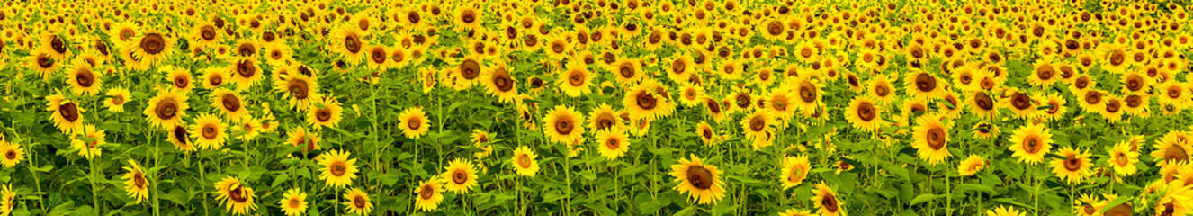 Fototapeta na wymiar Field of Happy Sunflowers