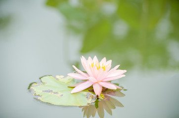 Pink waterlily flower blossom in a pond