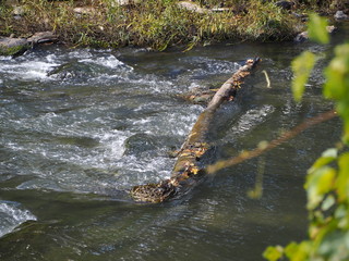 rough river current in the fall