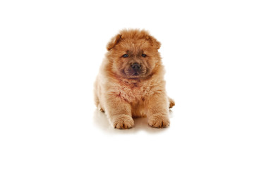 fluffy chow-chow puppy isolated over white background