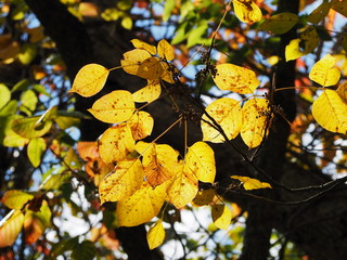 yellow pigmented fall foliage