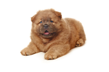 fluffy chow-chow puppy isolated over white background