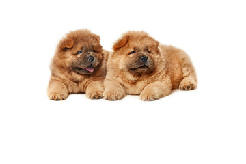 two cute chow-chow puppies isolated over white background