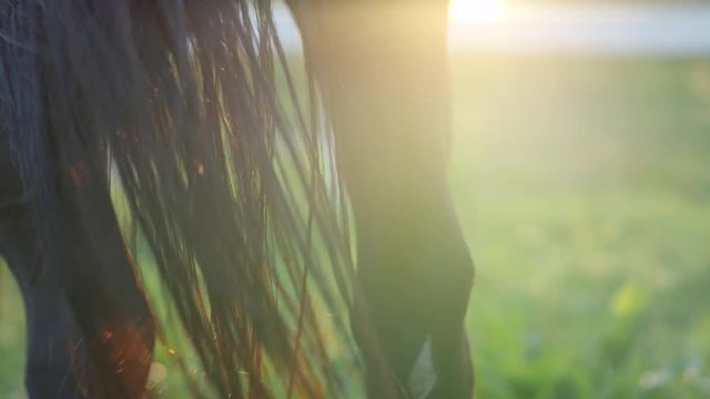 SLOW MOTION CLOSE UP: Dark bay horse on meadow field whipping his long shiny tail to get rid of the flies around his legs. Gorgeous brown horse swishing his tail to express pleasure and comfort