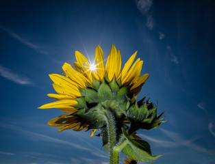 sunburst sunflower