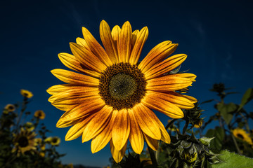 Burnt orange sunflower