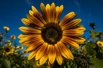 Sunflower feeding frenzy