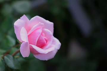 一輪のピンクの薔薇