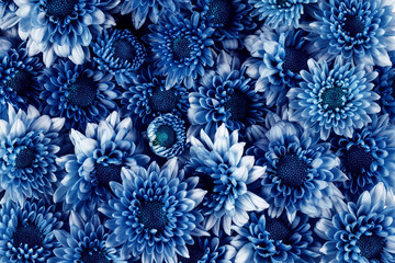  many fresh blue flower as pattern texture background , freshness and relaxing concept