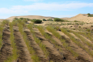 Planting trees in the desert
