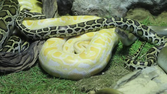 Closeup Python snake