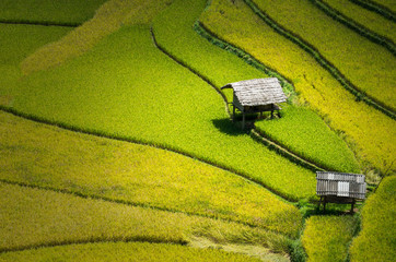 Closeup Rice fields on terraced of Mu Cang Chai District, YenBai province, Northwest Vietnam