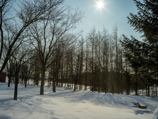 Snow Tree with bright sun