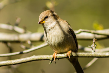 small bird on perch 