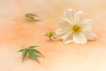 Fototapeta na wymiar white cosmos flower and maple leaf