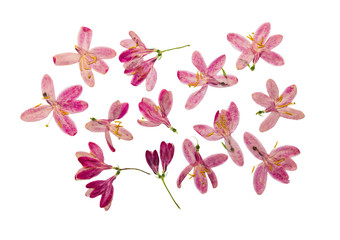 Pressed and dried flowers tataric honeysuckle, isolated