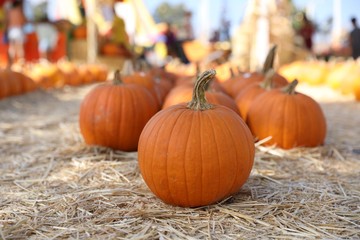 Pumpkins at the market