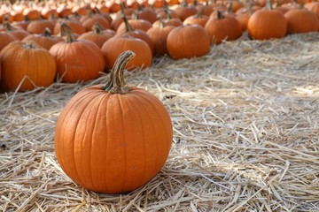 Pumpkins at the market