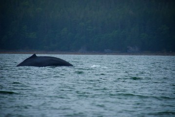 Naklejka premium Whale in Alaska