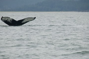 Fototapeta premium Whale in Alaska