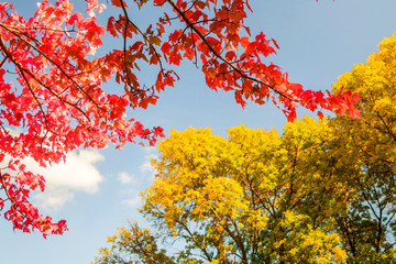 Autumn red and orange leaves 