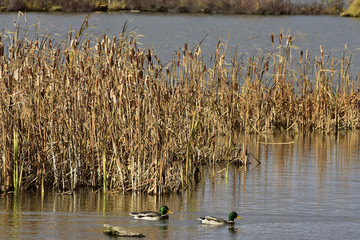 Mallard Drakes