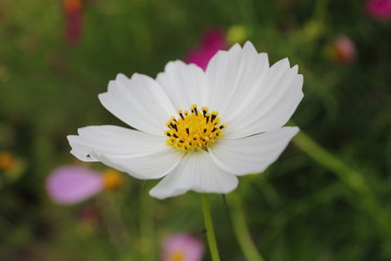 Cosmos