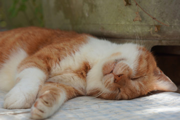 眠る茶猫