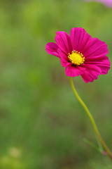 Fototapeta premium Cosmos