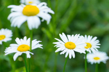 Fototapeta premium the white daisy flowers on the background of green grass