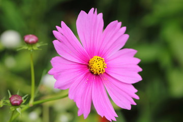 Fototapeta premium Cosmos