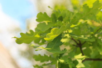 Spring green oak leaves on the branch