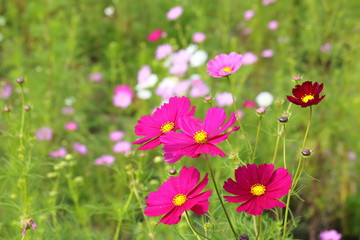 Fototapeta premium Cosmos
