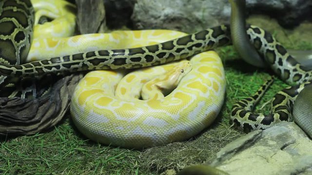 Closeup Python snake